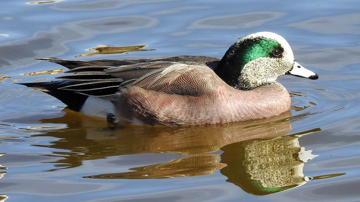 American Wigeon - ML145361161