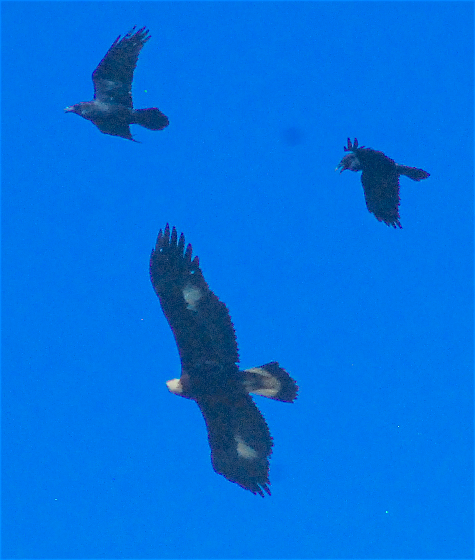 Águila Real - ML145361441