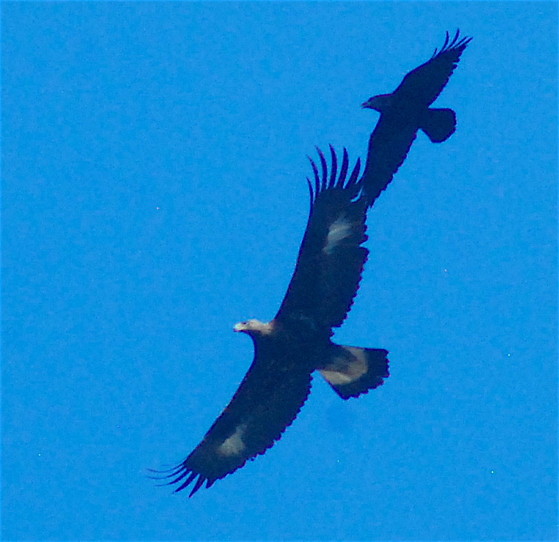 Águila Real - ML145361461