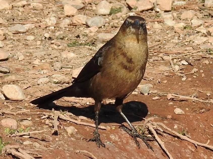 Great-tailed Grackle - ML145361491