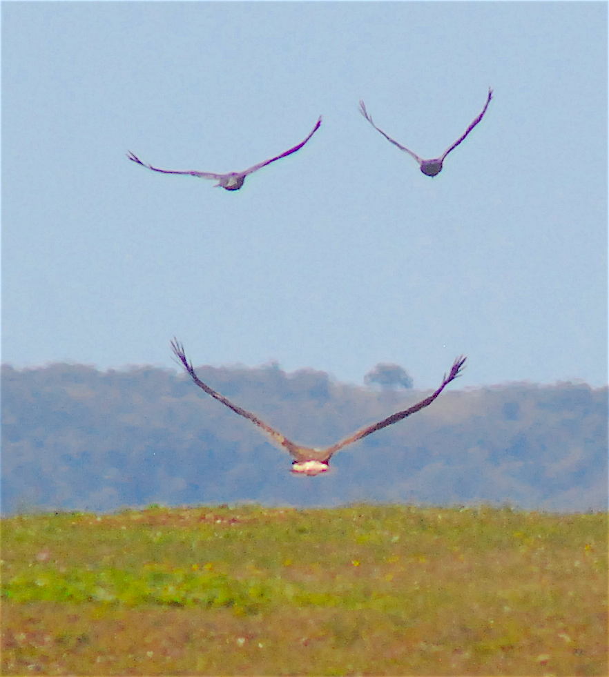 Águila Real - ML145361531