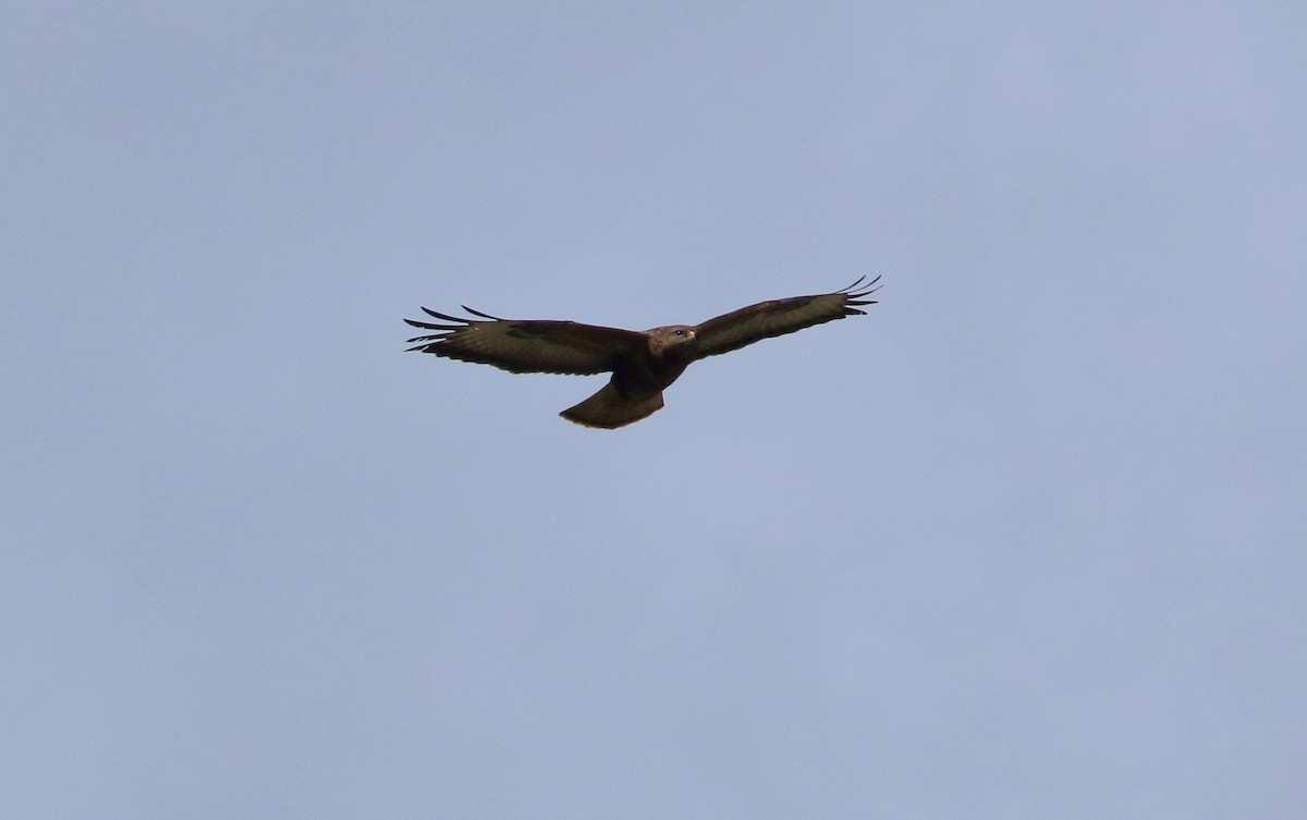 Common Buzzard - Andrew Steele