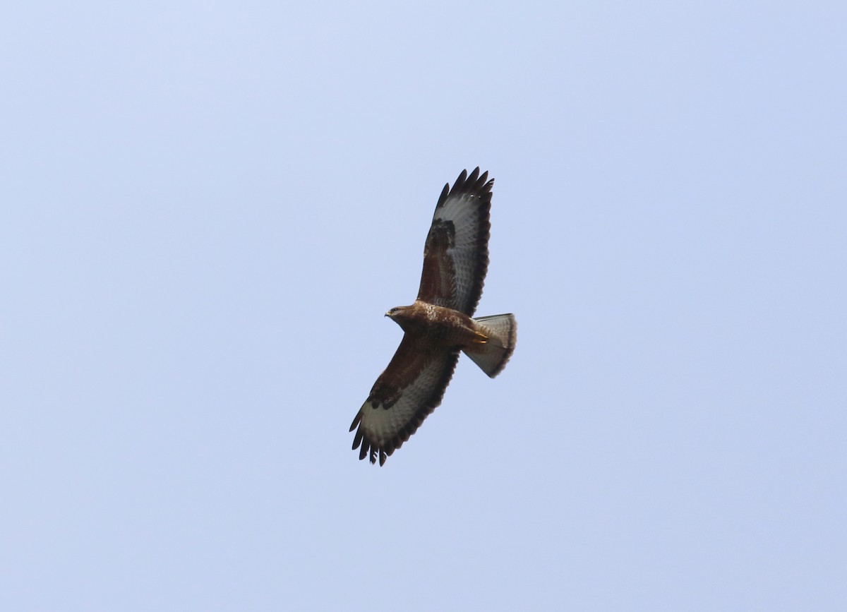 Common Buzzard - ML145361721