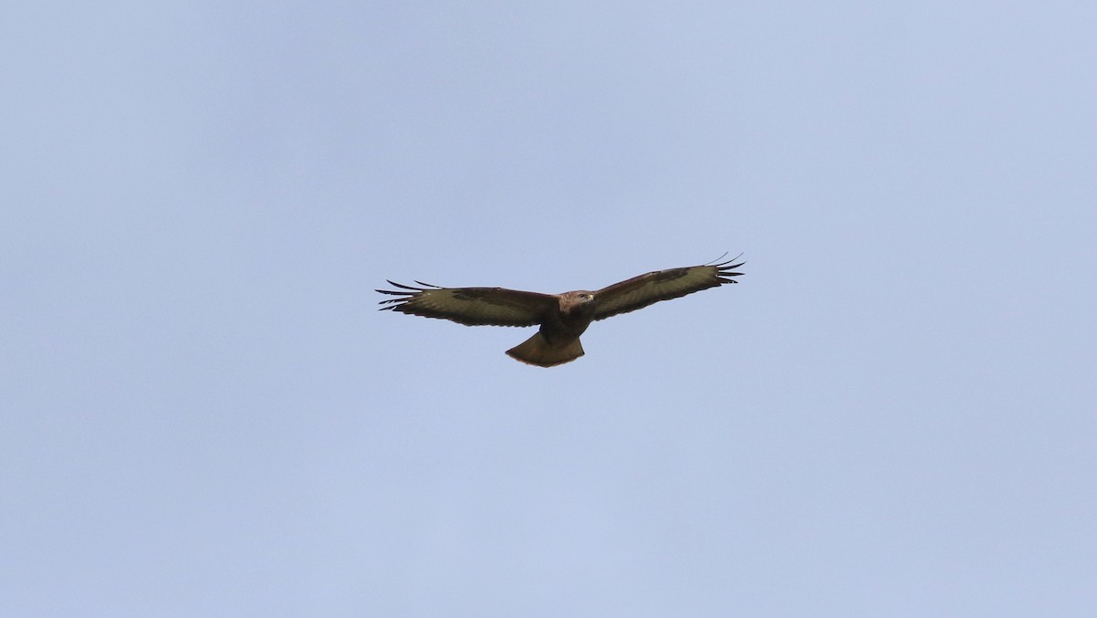 Common Buzzard - ML145361751