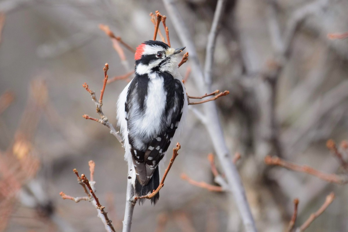 Downy Woodpecker (Rocky Mts.) - ML145362661