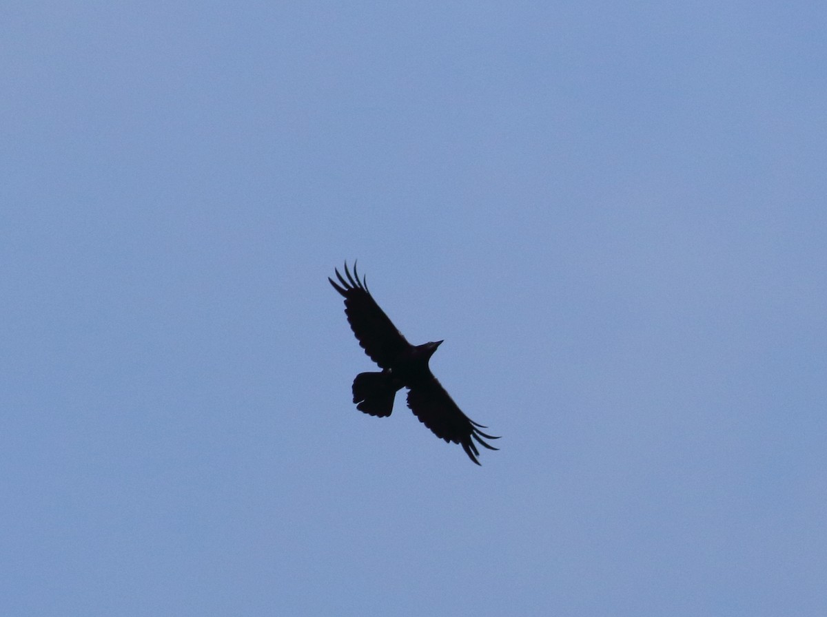 Common Raven - ML145363291