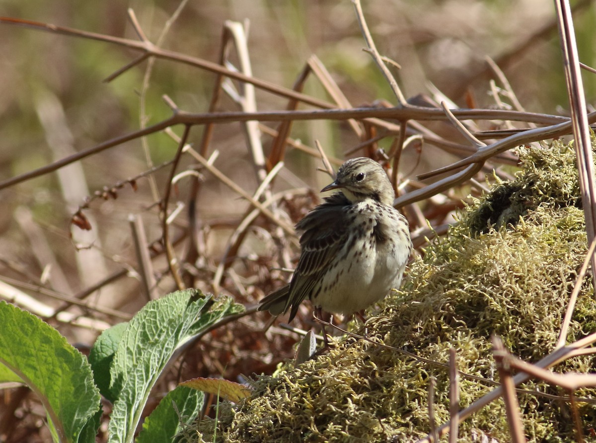 Meadow Pipit - ML145363671