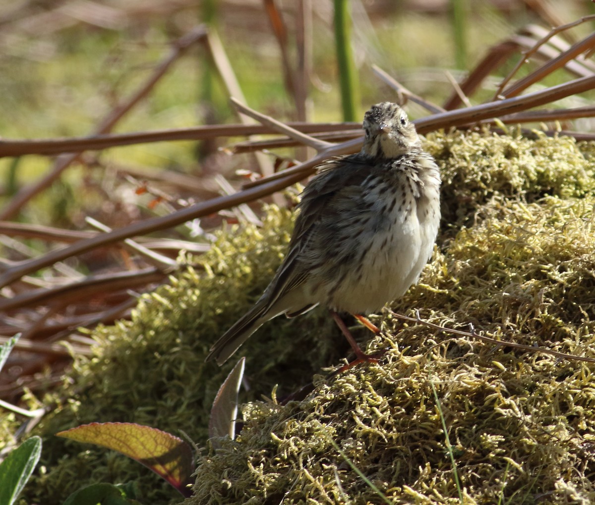 Meadow Pipit - ML145363761