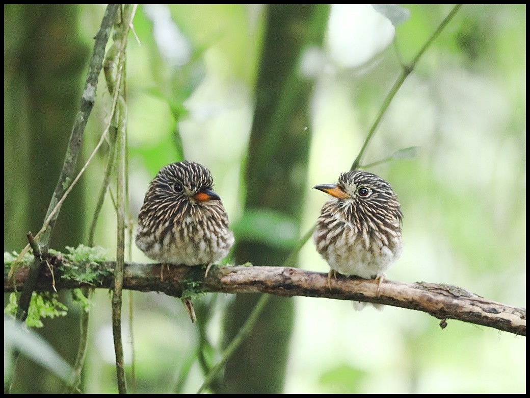 White-chested Puffbird - ML145363781