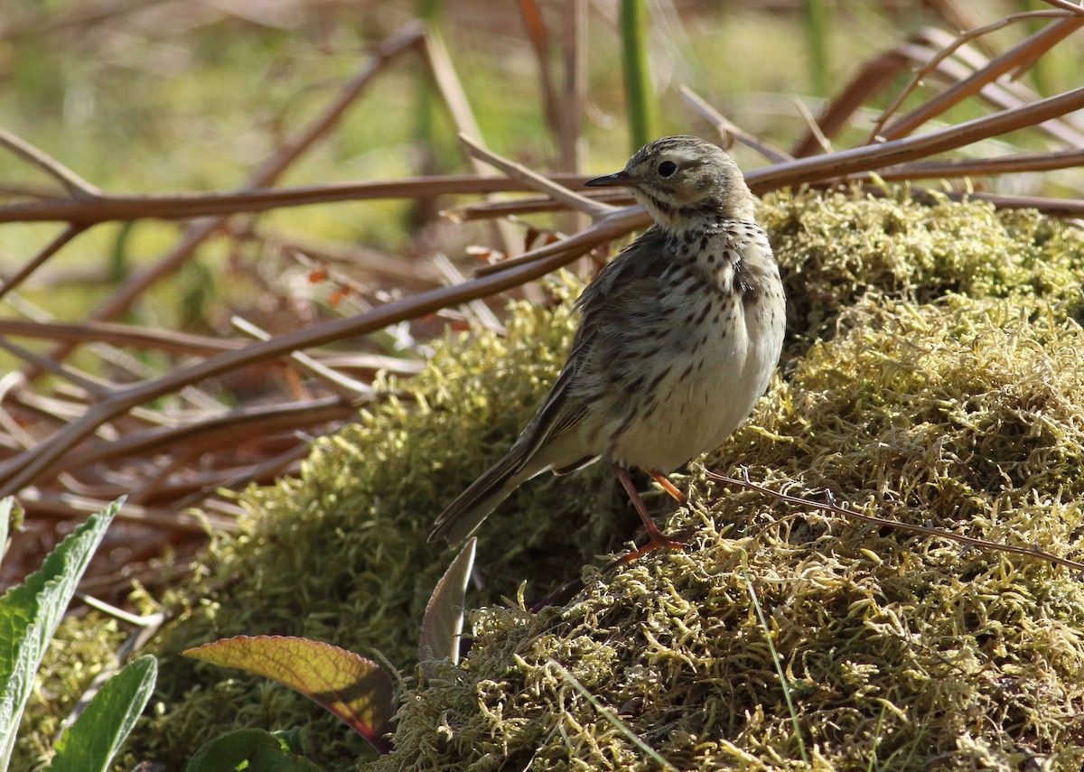 Meadow Pipit - ML145363891