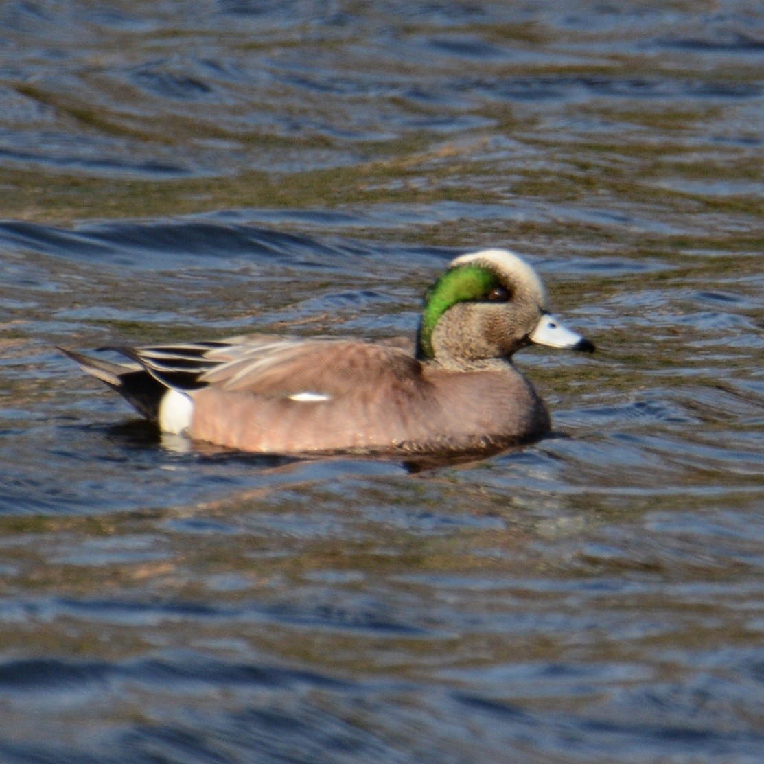 American Wigeon - Vicky McErlean🐦