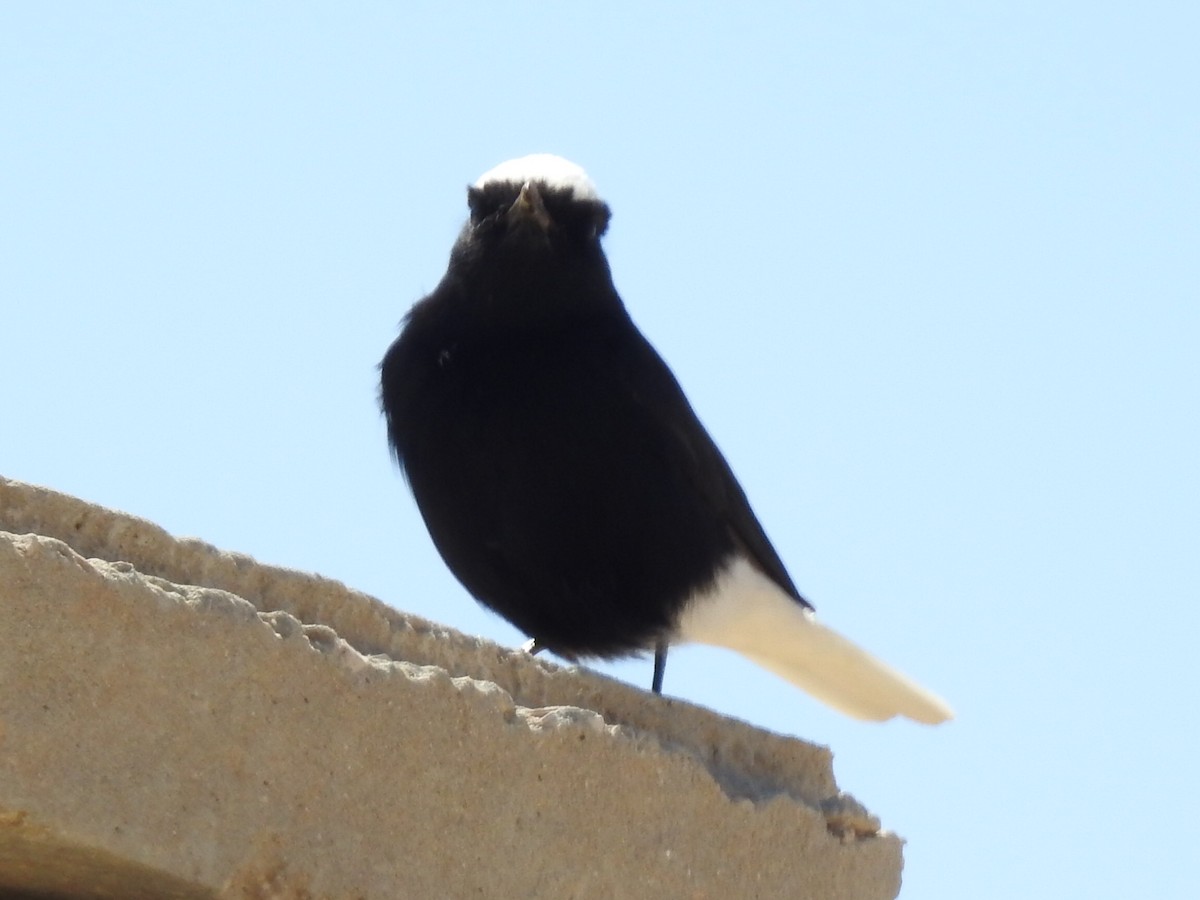 White-crowned Wheatear - Helmut Pfeifenberger