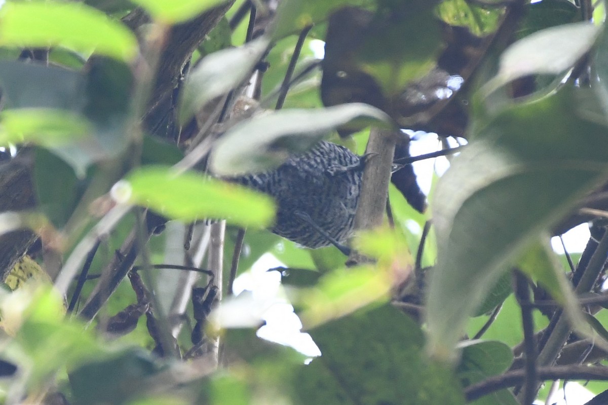 Bar-crested Antshrike - ML145365561