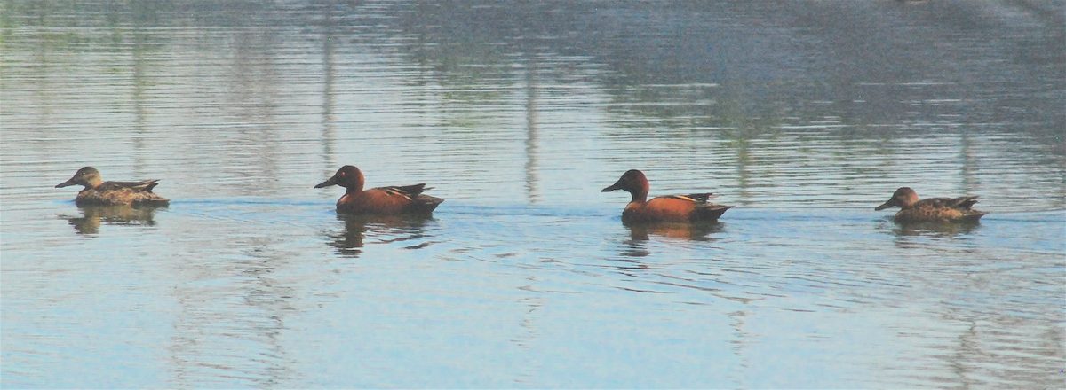 Cinnamon Teal - ML145365641