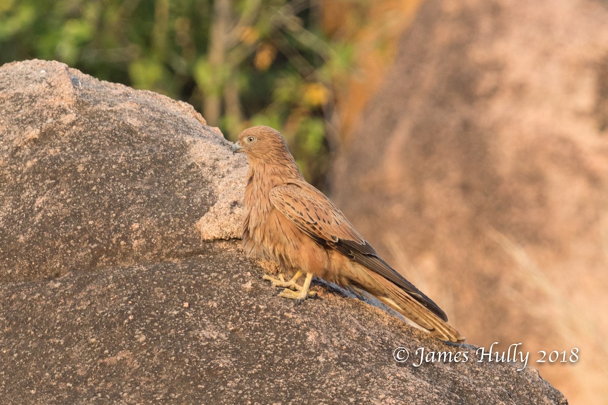 Fox Kestrel - ML145366021