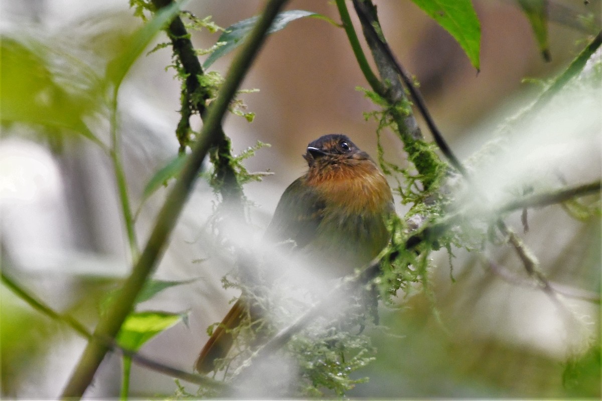 Rufous-breasted Flycatcher - Liz Harper