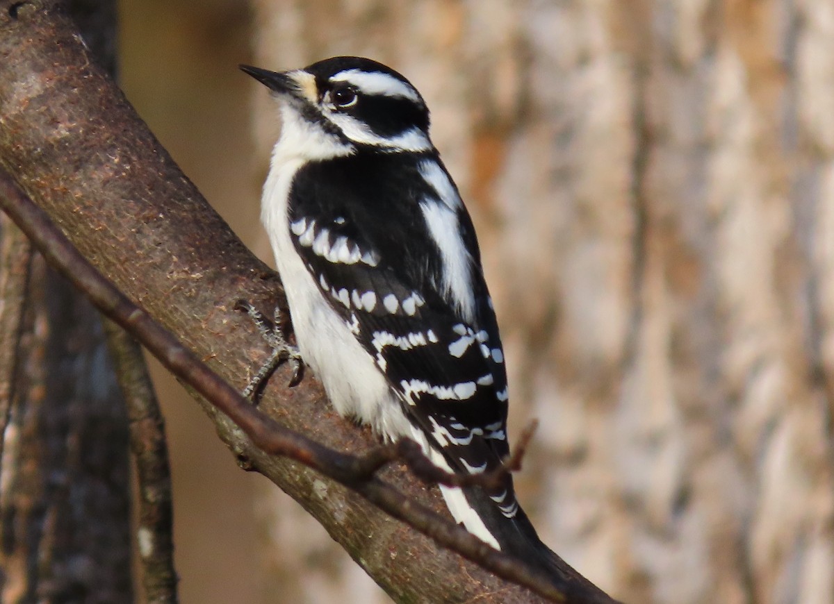 Downy Woodpecker - ML145366451