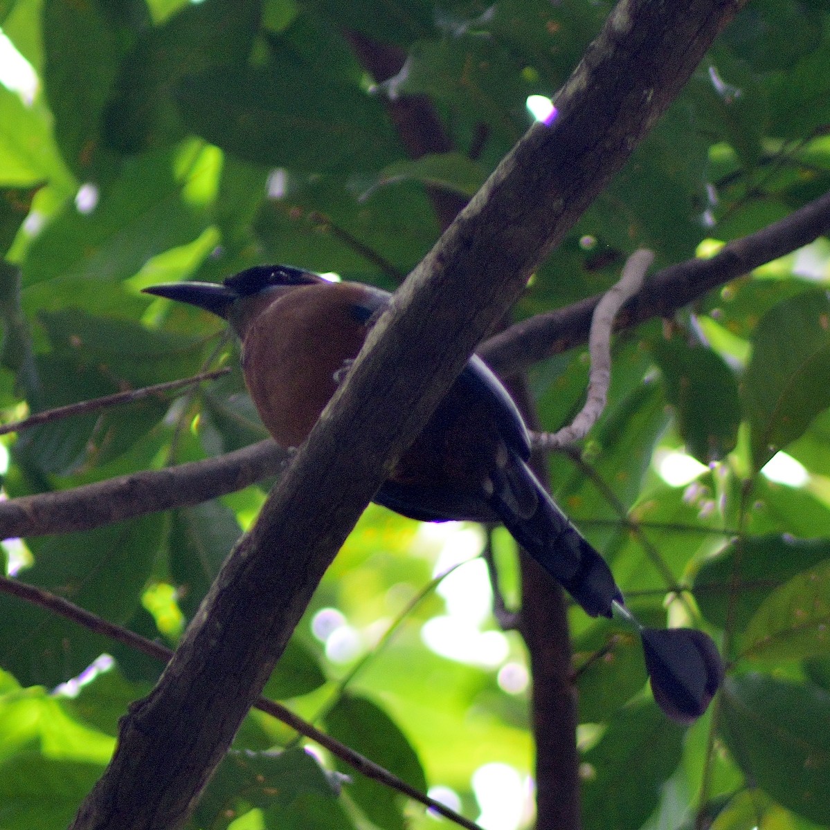 Whooping Motmot - Diego Cervera Oñate