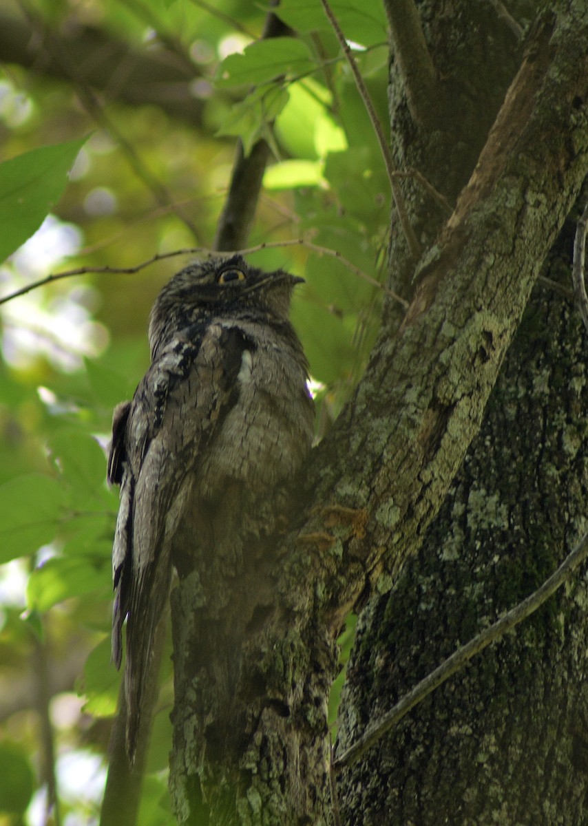 Common Potoo - Diego Cervera Oñate