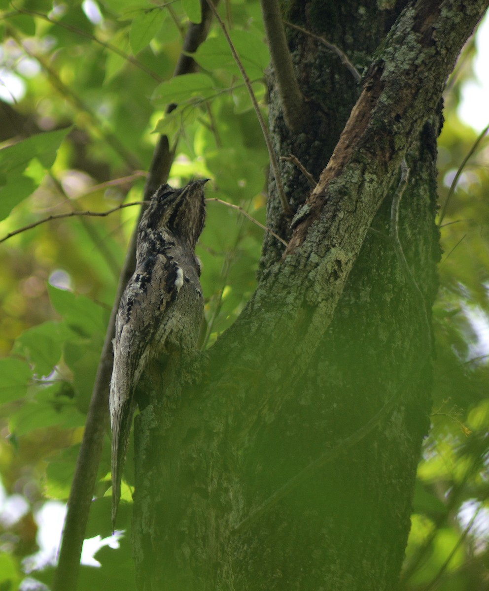 Common Potoo - Diego Cervera Oñate