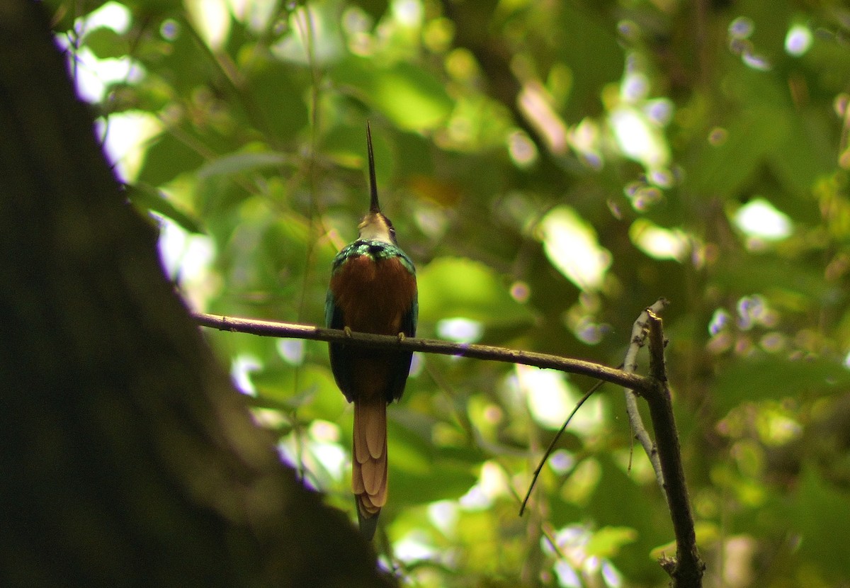 Rufous-tailed Jacamar - Diego Cervera Oñate