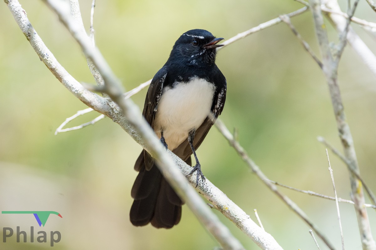 Willie-wagtail - ML145372781