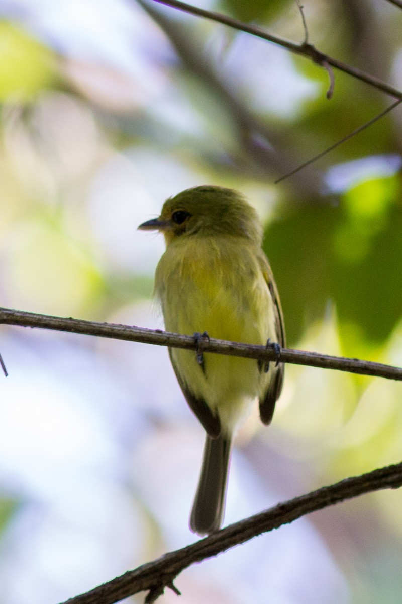 Ochre-lored Flatbill - ML145373271