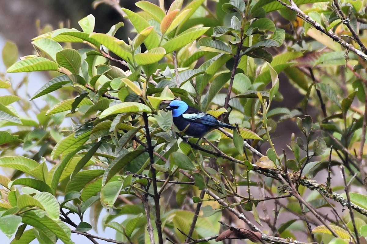 Blue-necked Tanager - Liz Harper