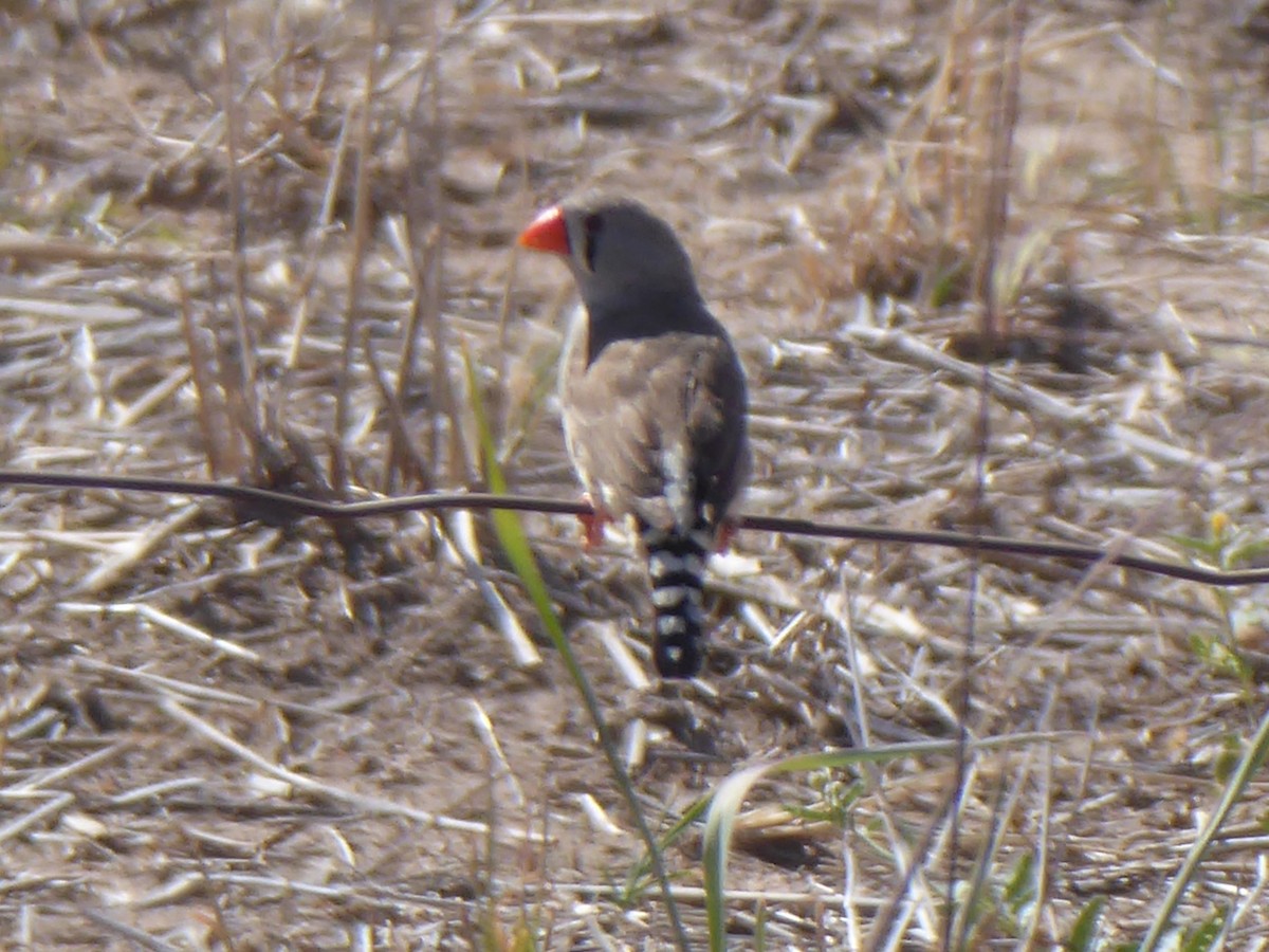 Zebra Finch - ML145374761