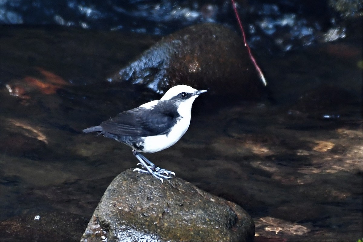 White-capped Dipper - Liz Harper