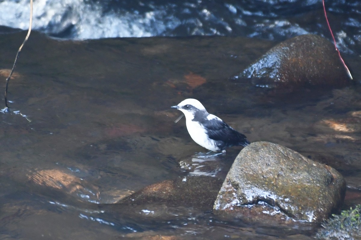 White-capped Dipper - Liz Harper