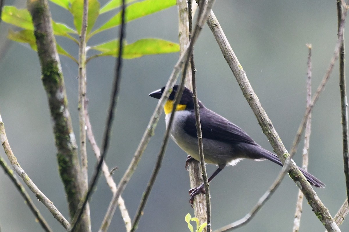 White-naped Brushfinch - Liz Harper