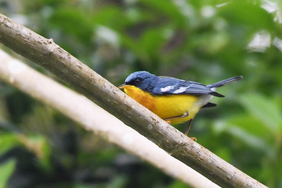 Tropical Parula - ML145375381