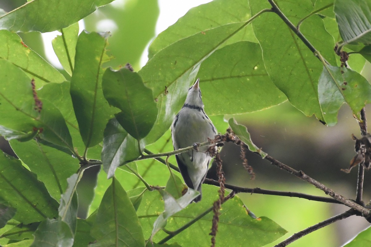 Blauwaldsänger - ML145375471