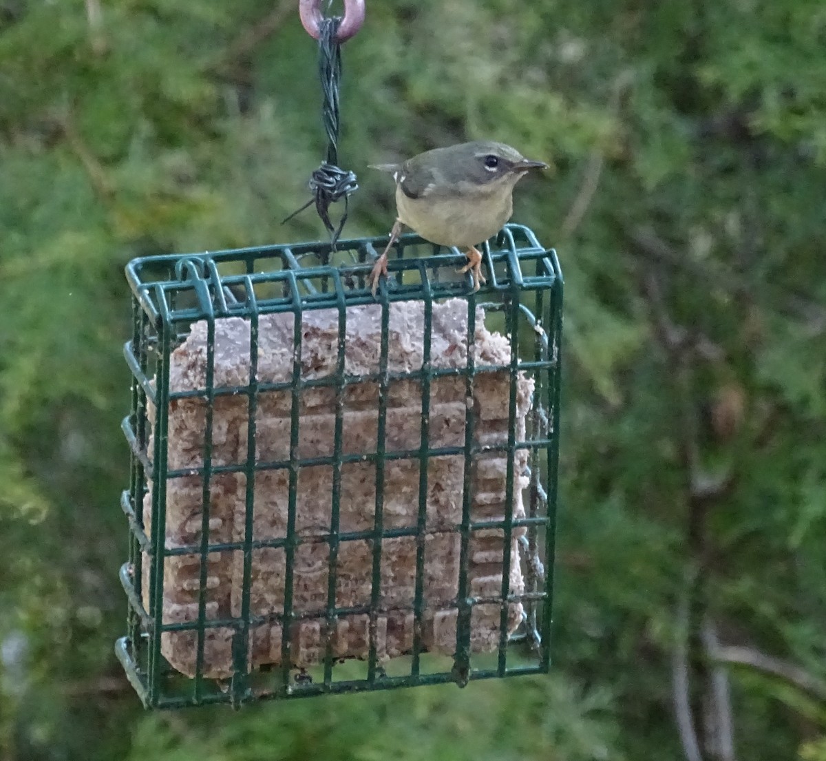 Black-throated Blue Warbler - ML145377651