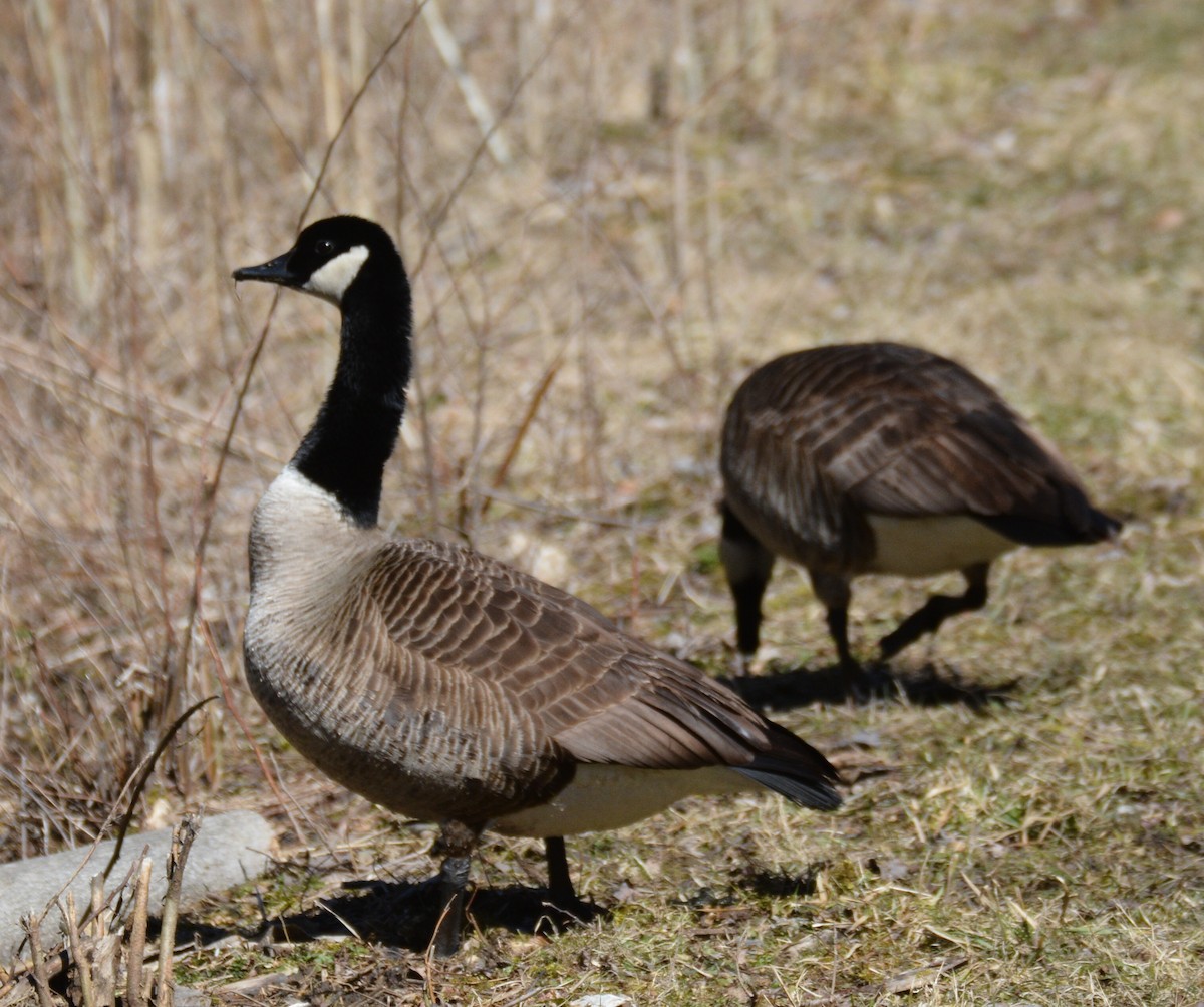 Канад галуу - ML145377721