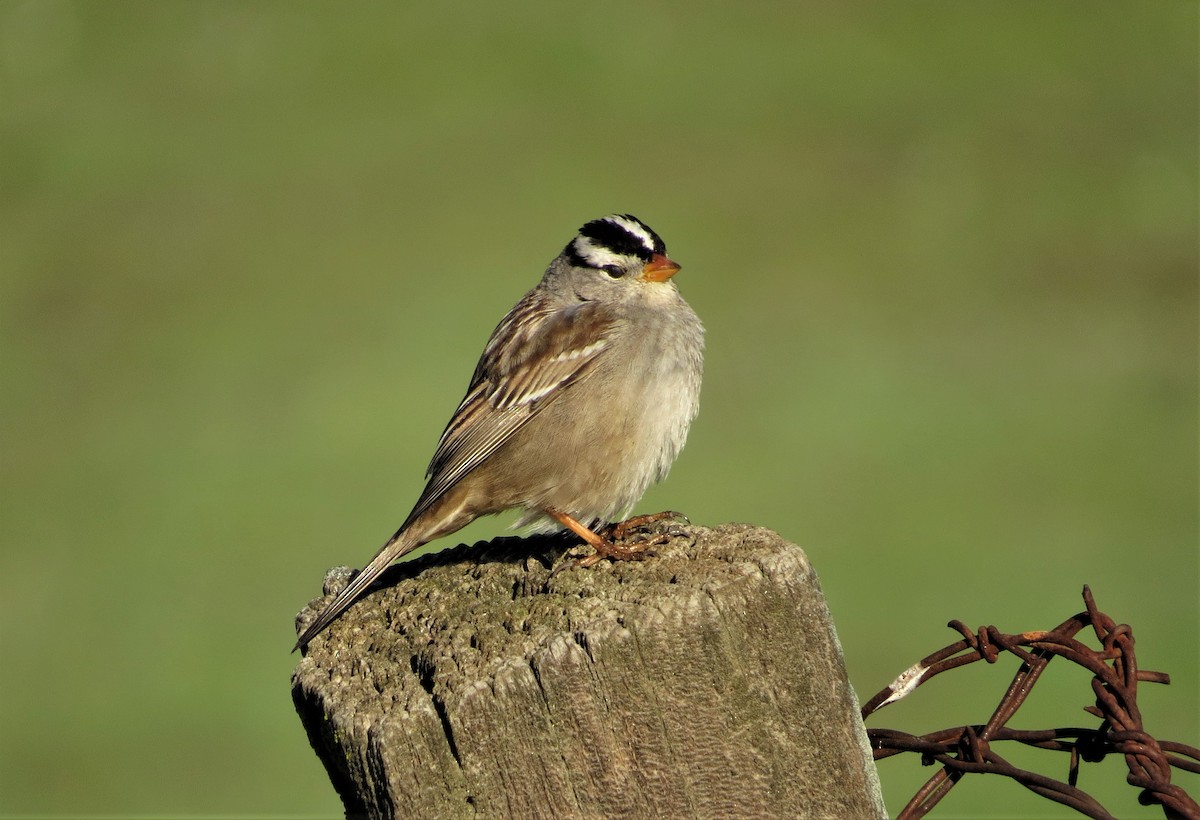 White-crowned Sparrow (Gambel's) - ML145377911