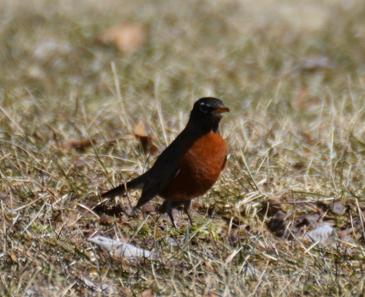 American Robin - ML145377941