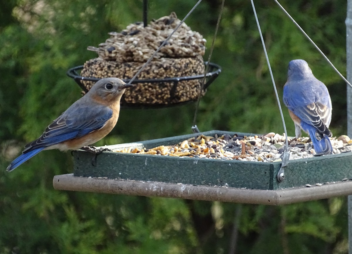 Eastern Bluebird - ML145378231