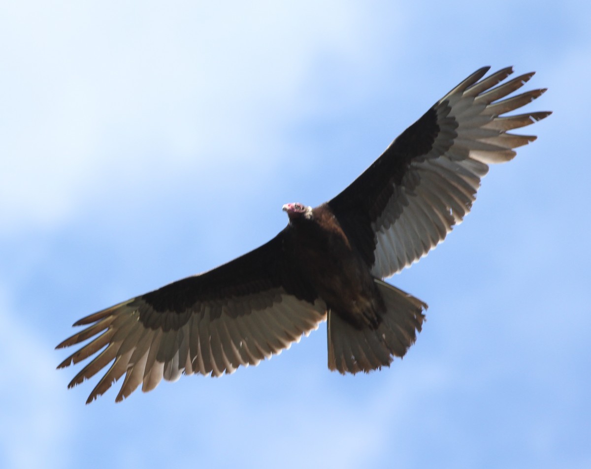Turkey Vulture - ML145378281