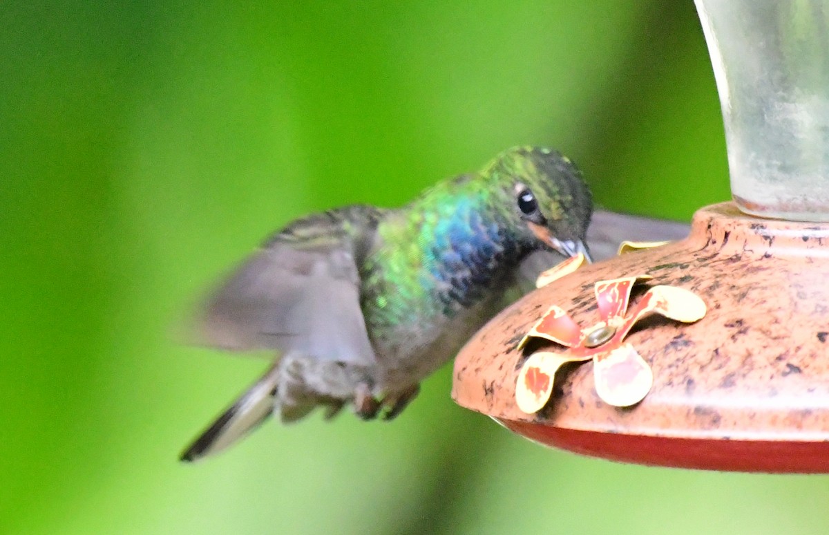 kolibřík zelenohřbetý - ML145380001