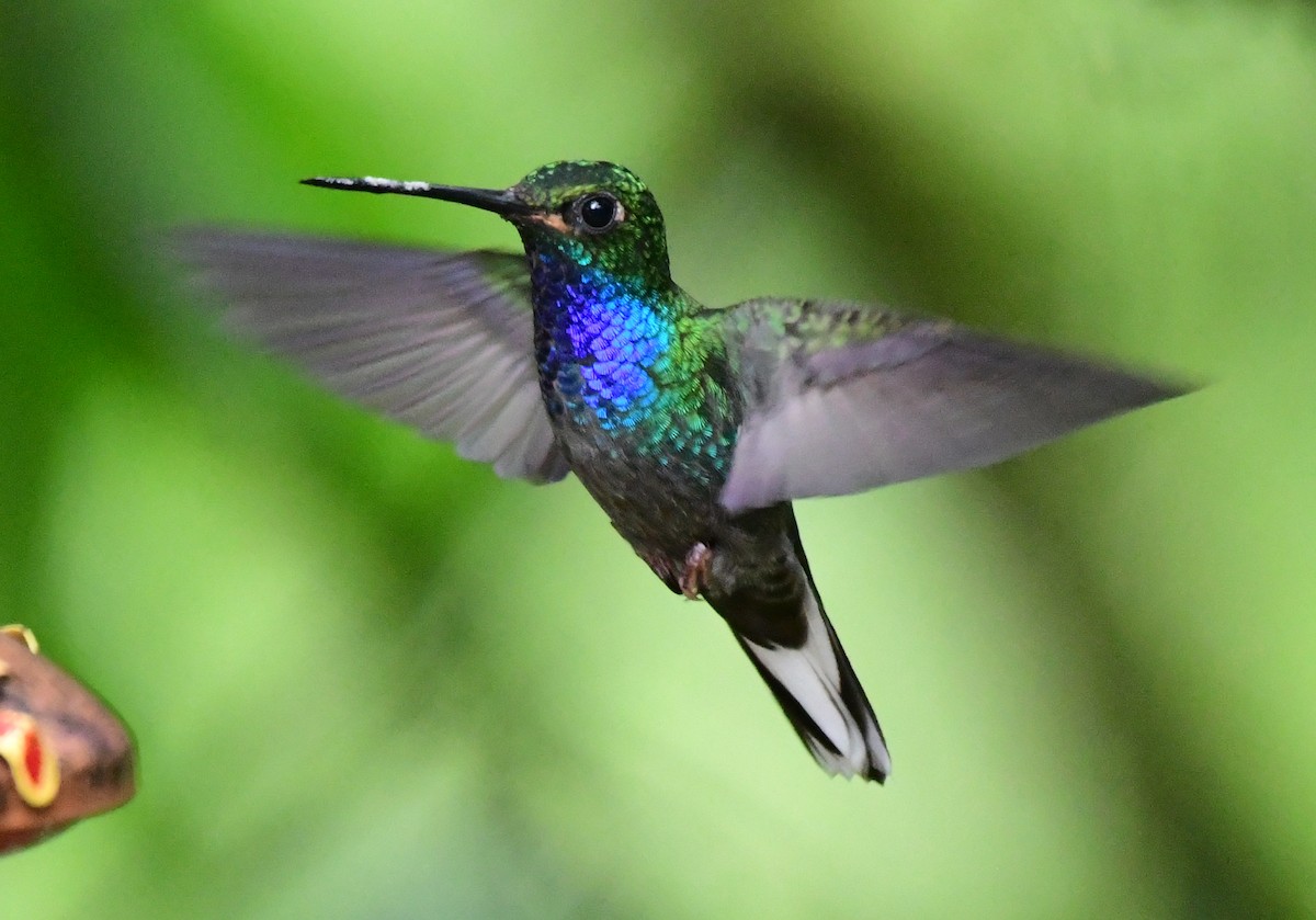 kolibřík zelenohřbetý - ML145380011