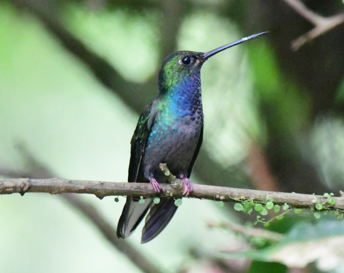 kolibřík zelenohřbetý - ML145380021