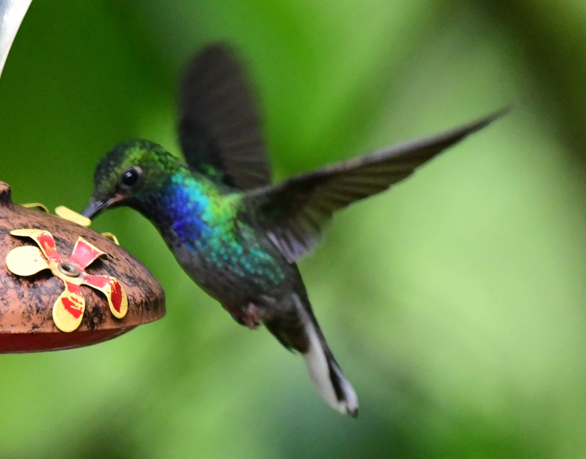 kolibřík zelenohřbetý - ML145380041