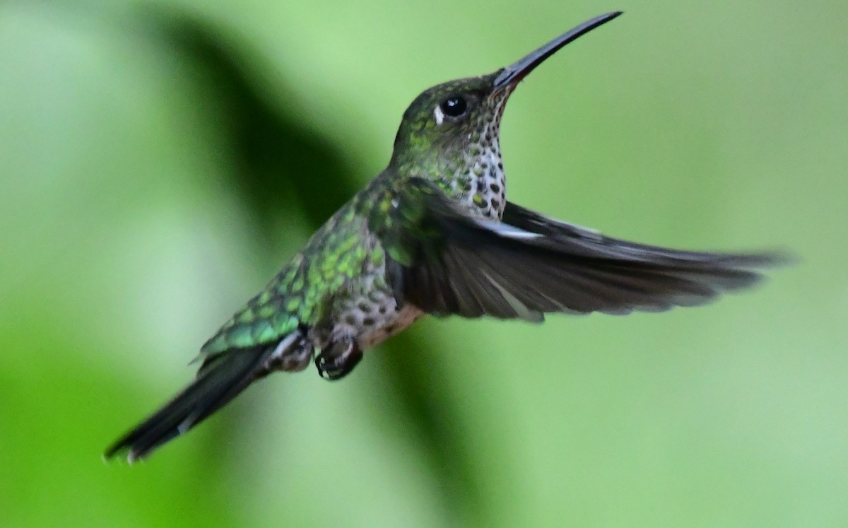 Many-spotted Hummingbird - ML145380561
