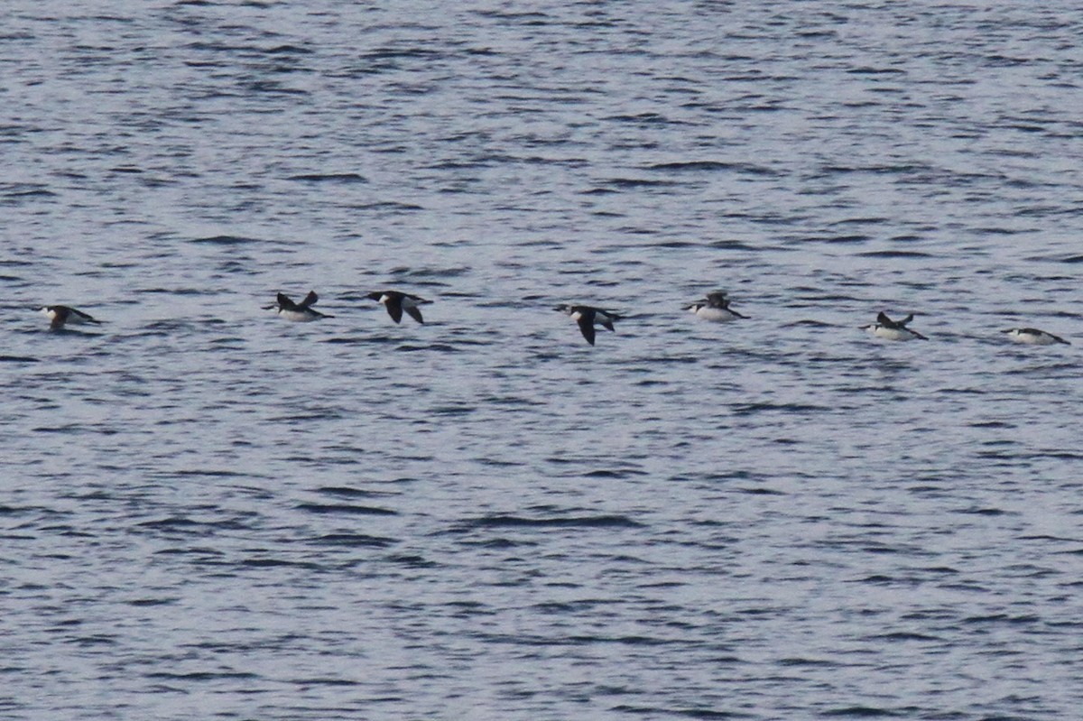 Common Murre - ML145380761