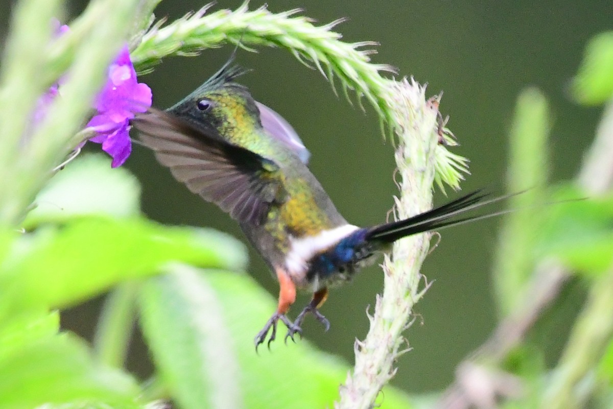 kolibřík ostrochocholatý - ML145380881