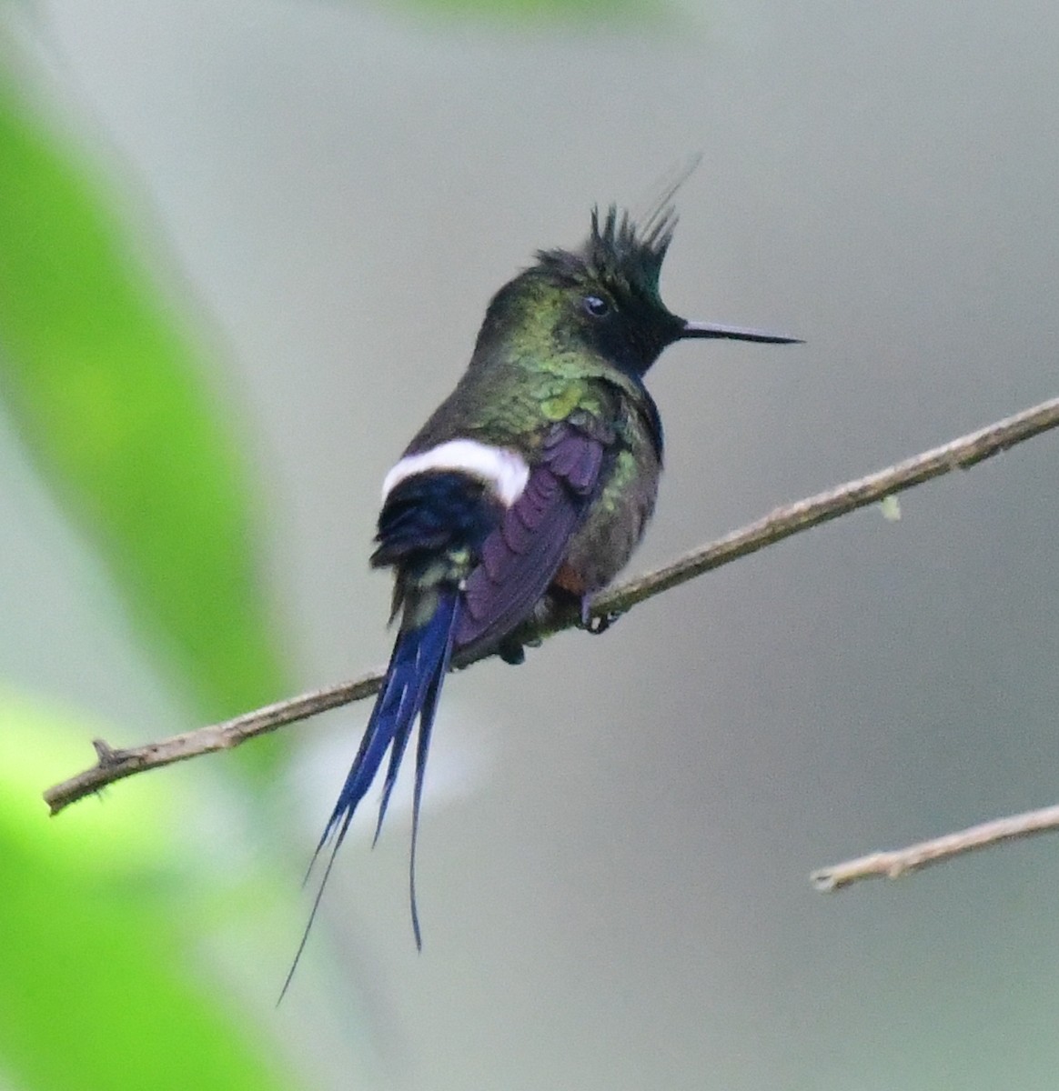 Wire-crested Thorntail - ML145380891
