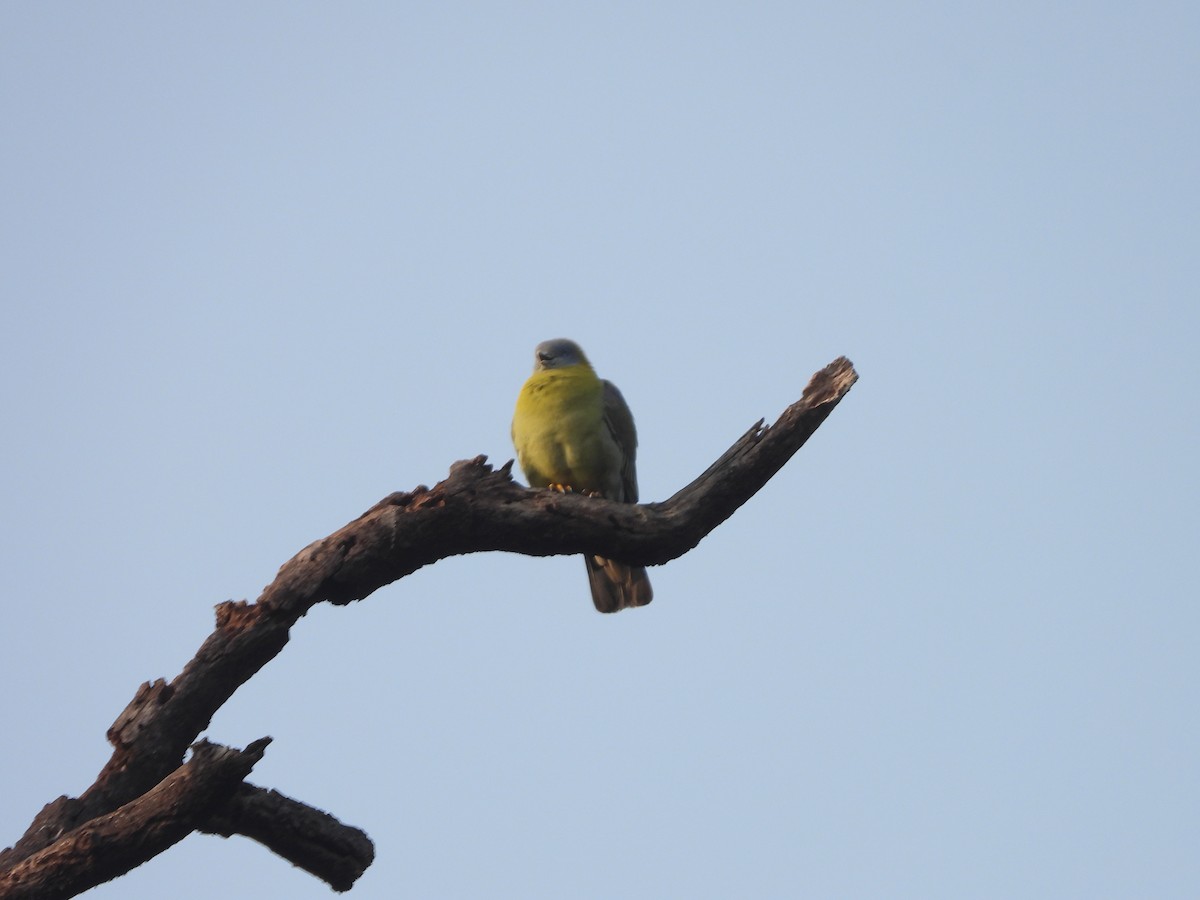 Yellow-footed Green-Pigeon - Warren Regelmann