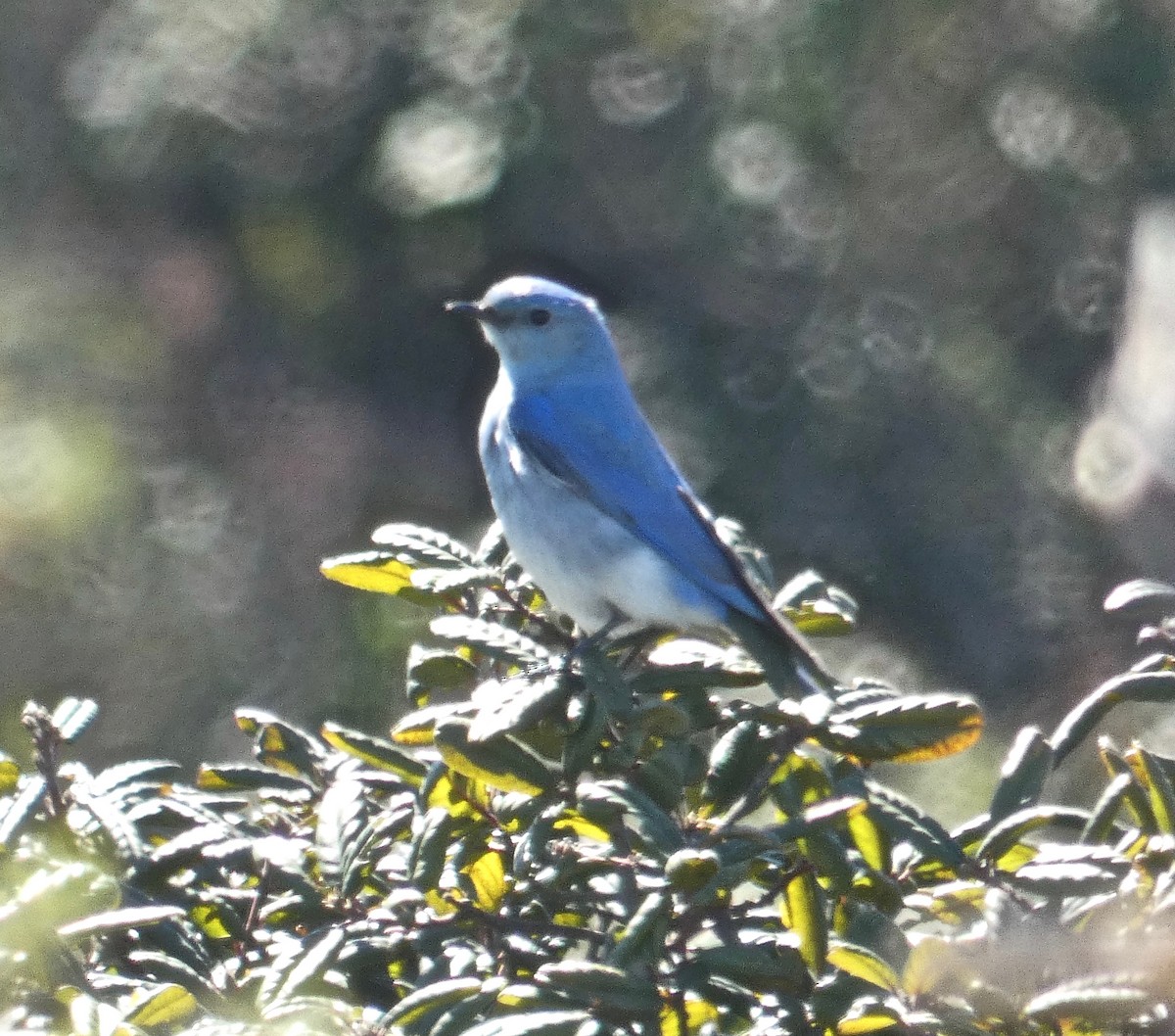 Mountain Bluebird - Malia DeFelice